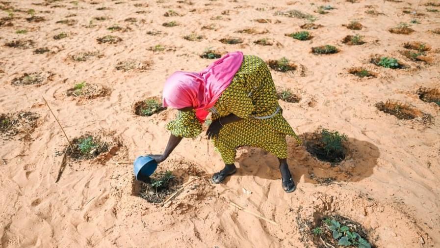A woman waters vegetables in a market garden established on formerly degraded land in Ouallam, Niger.