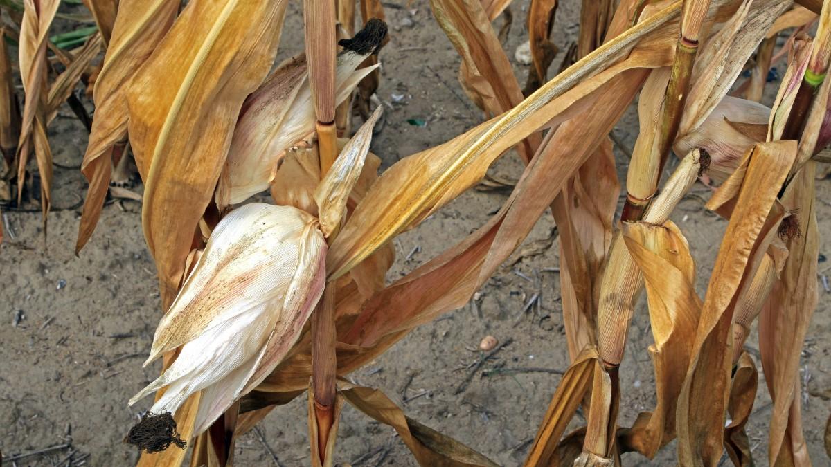 Corn fields wither after prolonged drought and intense heat