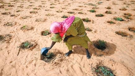 A woman waters vegetables in a market garden established on formerly degraded land in Ouallam, Niger.