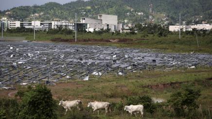 Cattle walk past solar panels destroyed during Hurricane Maria in September 2017, in Puerto Rico.