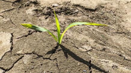 Environmental Peacebuilding