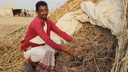 Image: Yemeni man puts sorghum in storage